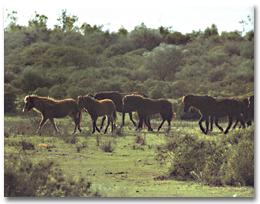 Wild ponies of Giara